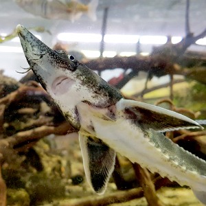 철갑상어 (20-25cm 내외)