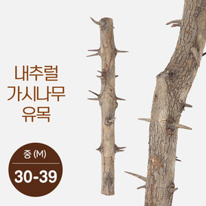 내추럴 가시나무 가지유목 (중) 30-39